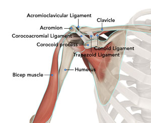 shoulder-anatomy-text
