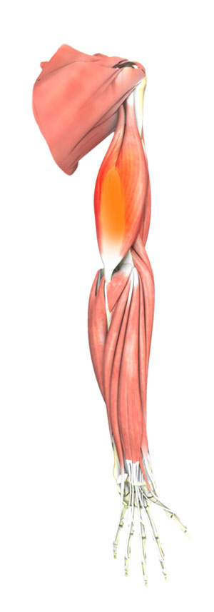 Triceps Tendon Rupture